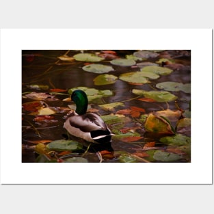 Mallard Duck Posters and Art